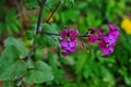 Lunaria annua flowers. Penny flower, honesty. Dollar plant