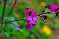 Lunaria annua flowers. Penny flower, honesty. Dollar plant