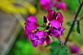 Lunaria annua flowers. Penny flower, honesty. Dollar plant