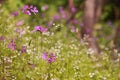 Lunaria annua Penny Flowers Royalty Free Stock Photo