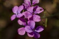 Lunaria annua pink flowers