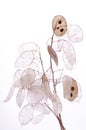 Lunaria annua plant, silver dollar plant against white light.