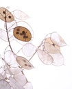 Lunaria annua plant, silver dollar plant against white light.