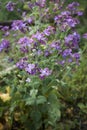 Purple flowers of Lunaria annua plant Royalty Free Stock Photo