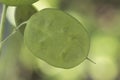 Lunaria annua silver dollar money plant moonwort Cruciferae plant with beautiful purple flower seeds inside a green coin-like pod