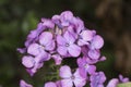 Lunaria annua silver dollar money plant moonwort Cruciferae plant with beautiful purple flower seeds inside a green coin-like pod