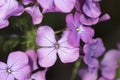 Lunaria annua silver dollar money plant moonwort Cruciferae plant with beautiful purple flower seeds inside a green coin-like pod