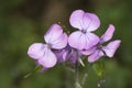 Lunaria annua silver dollar money plant moonwort Cruciferae plant with beautiful purple flower seeds inside a green coin-like pod