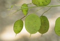 Lunaria annua silver dollar money plant moonwort Cruciferae plant with beautiful purple flower seeds inside a green coin-like pod