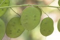 Lunaria annua silver dollar money plant moonwort Cruciferae plant with beautiful purple flower seeds inside a green coin-like pod Royalty Free Stock Photo