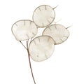 Lunaria annua, silver dollar plant Royalty Free Stock Photo