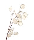 Lunaria annua, silver dollar plant