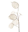 Lunaria annua, silver dollar plant