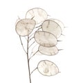 Lunaria annua, silver dollar plant Royalty Free Stock Photo