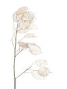Lunaria annua, silver dollar plant Royalty Free Stock Photo