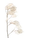 Lunaria annua, silver dollar plant Royalty Free Stock Photo