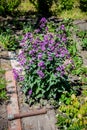 Lunaria bush Royalty Free Stock Photo
