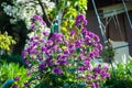 Lunaria bush Royalty Free Stock Photo