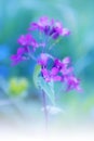 Lunaria, flower stage honesty Royalty Free Stock Photo