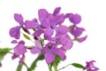 Lunaria, flower stage honesty Royalty Free Stock Photo
