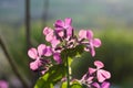 Lunaria Flowers Royalty Free Stock Photo