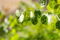 Lunaria green flowers Royalty Free Stock Photo