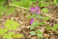 Lunaria, honesty, dollar plant, money-in-both-pockets, money plant, moneywort, moonwort, and silver dollar a flower with