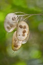 Lunaria money plant closeup with seed pods and green bokeh bacground Royalty Free Stock Photo