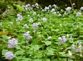 Lunaria rediviva blooms in the forest in spring Royalty Free Stock Photo