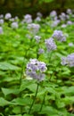 Lunaria rediviva blooms in the forest in spring Royalty Free Stock Photo