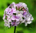 Lunaria rediviva blooms in the forest in spring Royalty Free Stock Photo