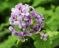 Lunaria rediviva blooms in the forest in spring Royalty Free Stock Photo