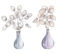 Lunaria rediviva branches in vases