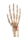 The lunate bone Royalty Free Stock Photo