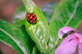 Lunate Ladybeetle Cheilomenes lunata, Cape Town, South Africa Royalty Free Stock Photo