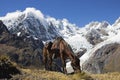 Lunch Break in the Andes Mountains