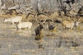 Smabar deer feeding in the water of Malik Talab, Rnathambore, India