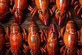 food red claw crawfish lobster seafood eat background cooked boiled crayfish. Generative AI.