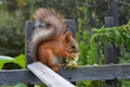 Lunch squirrel