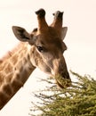 Lunch-time for an African Giraffe Royalty Free Stock Photo