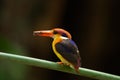 Black-backed Kingfisher Royalty Free Stock Photo