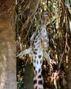 Lunch time for a giraffe