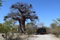 Lunch under the mega Baobab Tree in Botswana