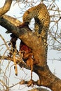 Lunching Leopard Royalty Free Stock Photo