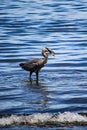 Lunchtime for Great Blue Heron in Puget Sound