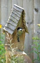 Lunchtime for the Great Tit chicks