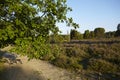 Luneburg Heath - Brunch of an oak tree and heath landscape