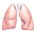 Lung Royalty Free Stock Photo