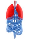 Lung Royalty Free Stock Photo