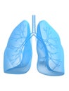 Lung and bronchi